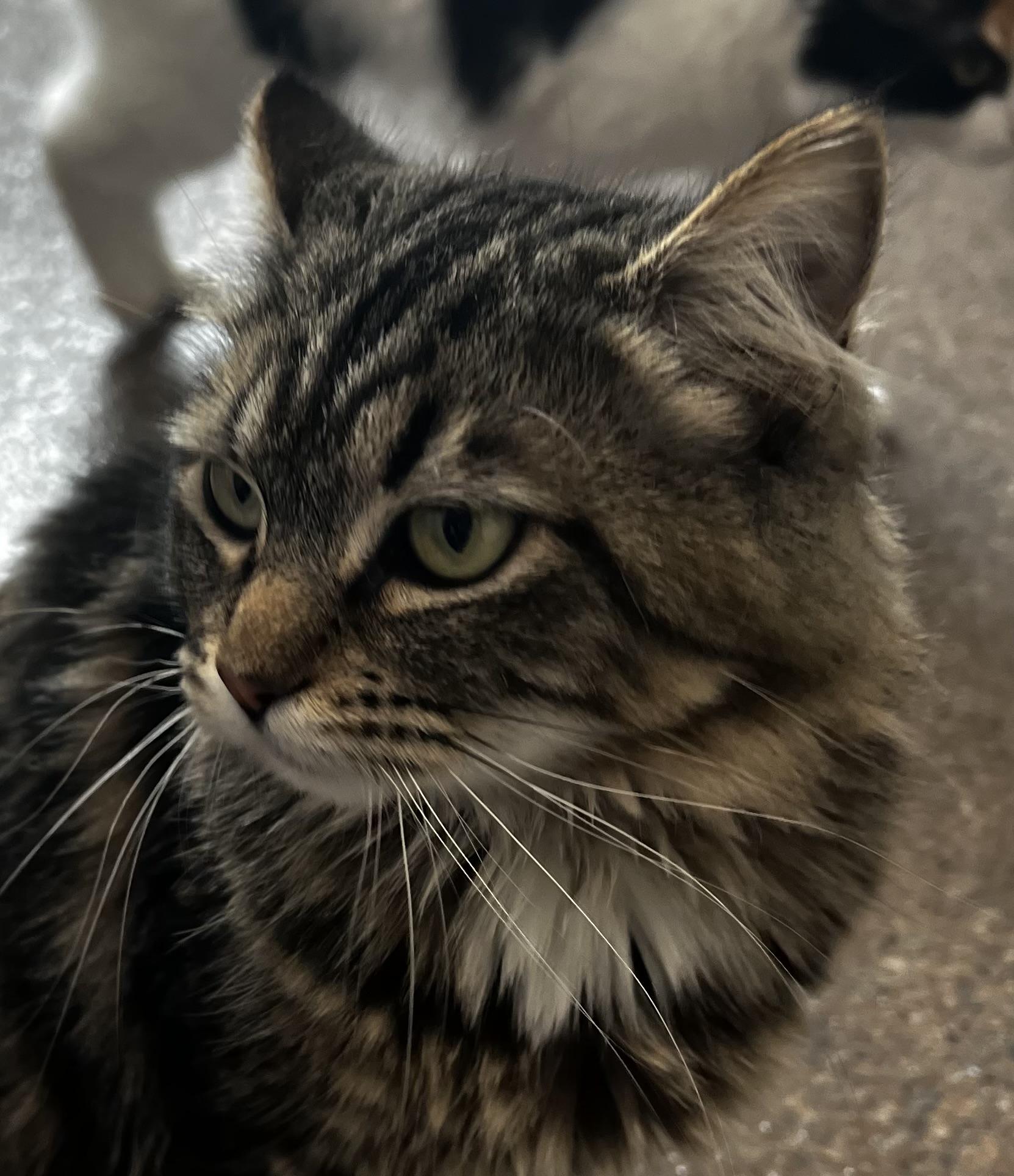 Hattie, an adoptable Domestic Medium Hair in Sault Sainte Marie, MI, 49783 | Photo Image 5