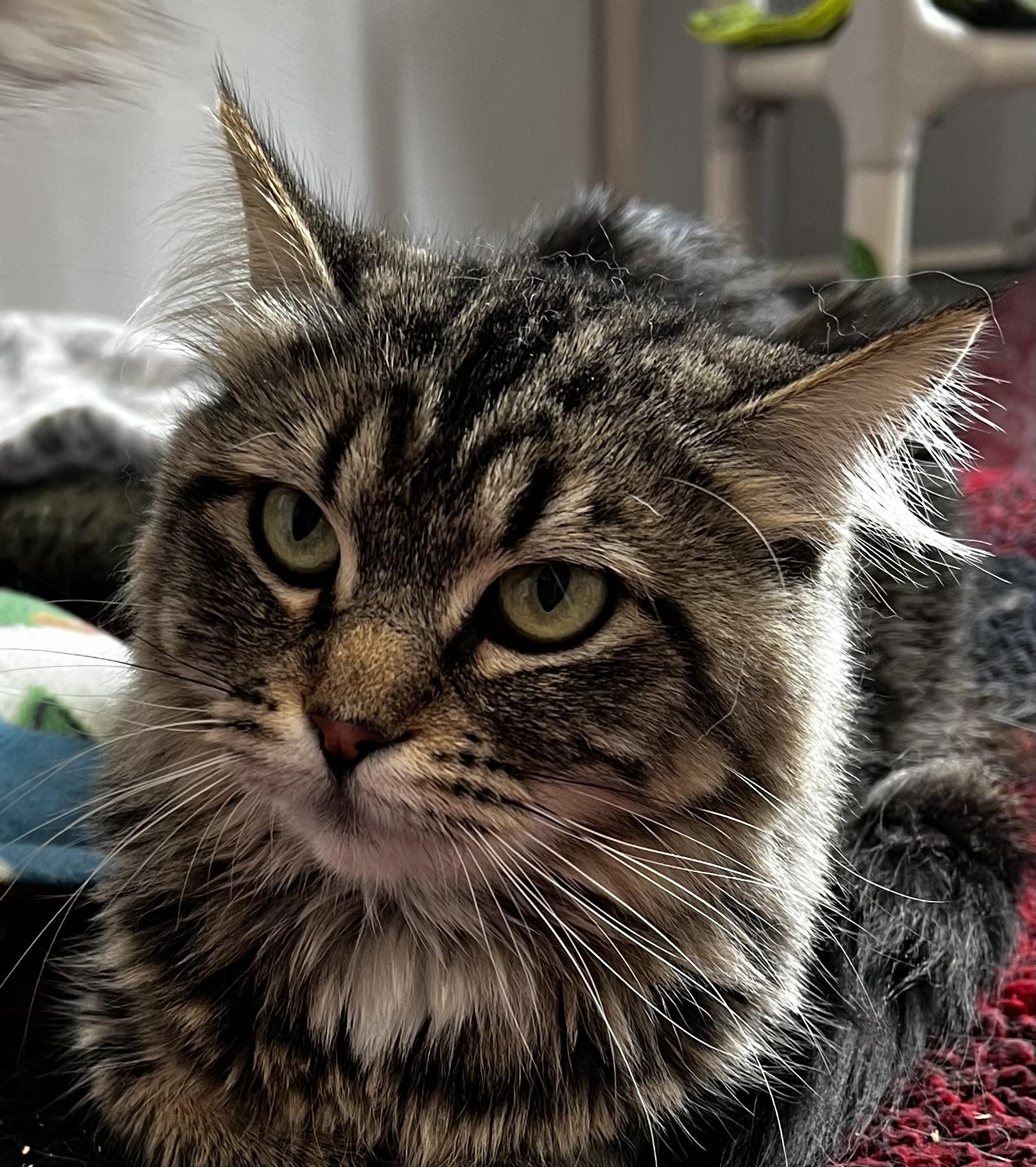 Hattie, a Adoptable Domestic Medium Hair in Sault Sainte Marie, MI image 4/5