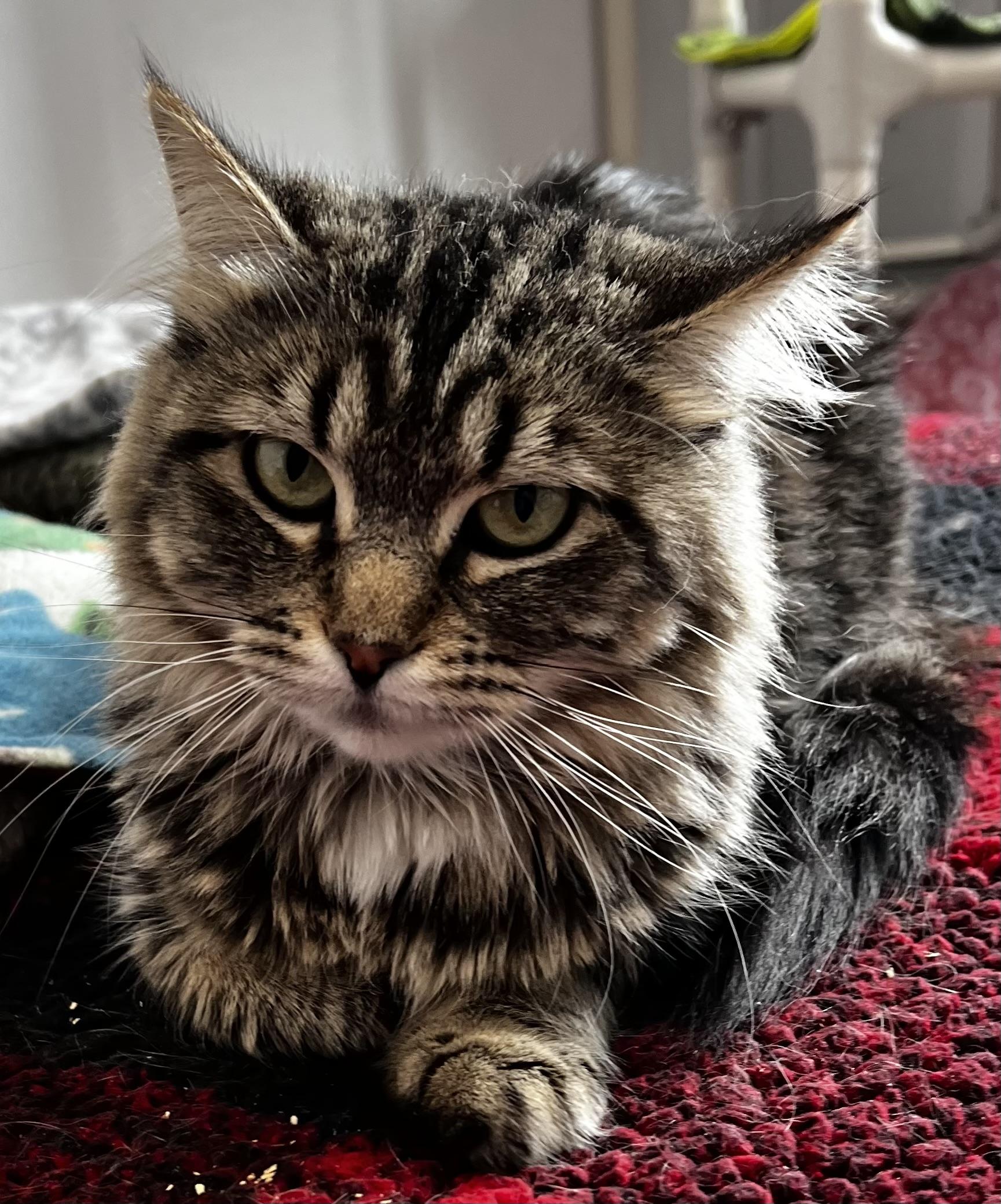 Hattie, an adoptable Domestic Medium Hair in Sault Sainte Marie, MI, 49783 | Photo Image 2