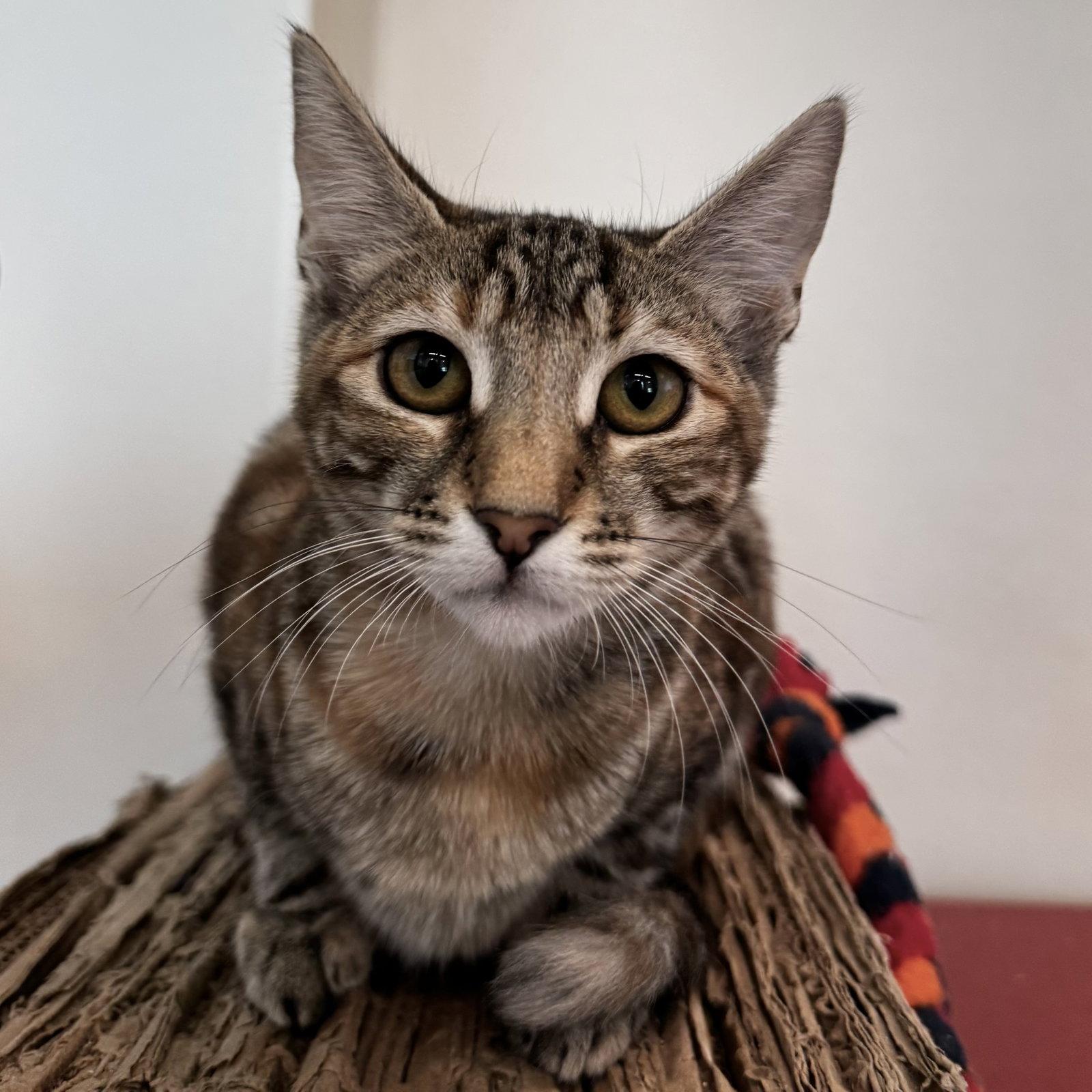 Twix, Adoptable, Young Female Domestic Short Hair & Torbie.