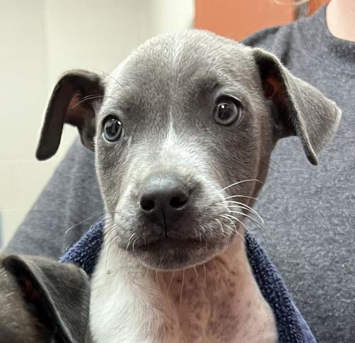 McKenzie McKinney PupPup, Adoptable, Young Female Mixed Breed.