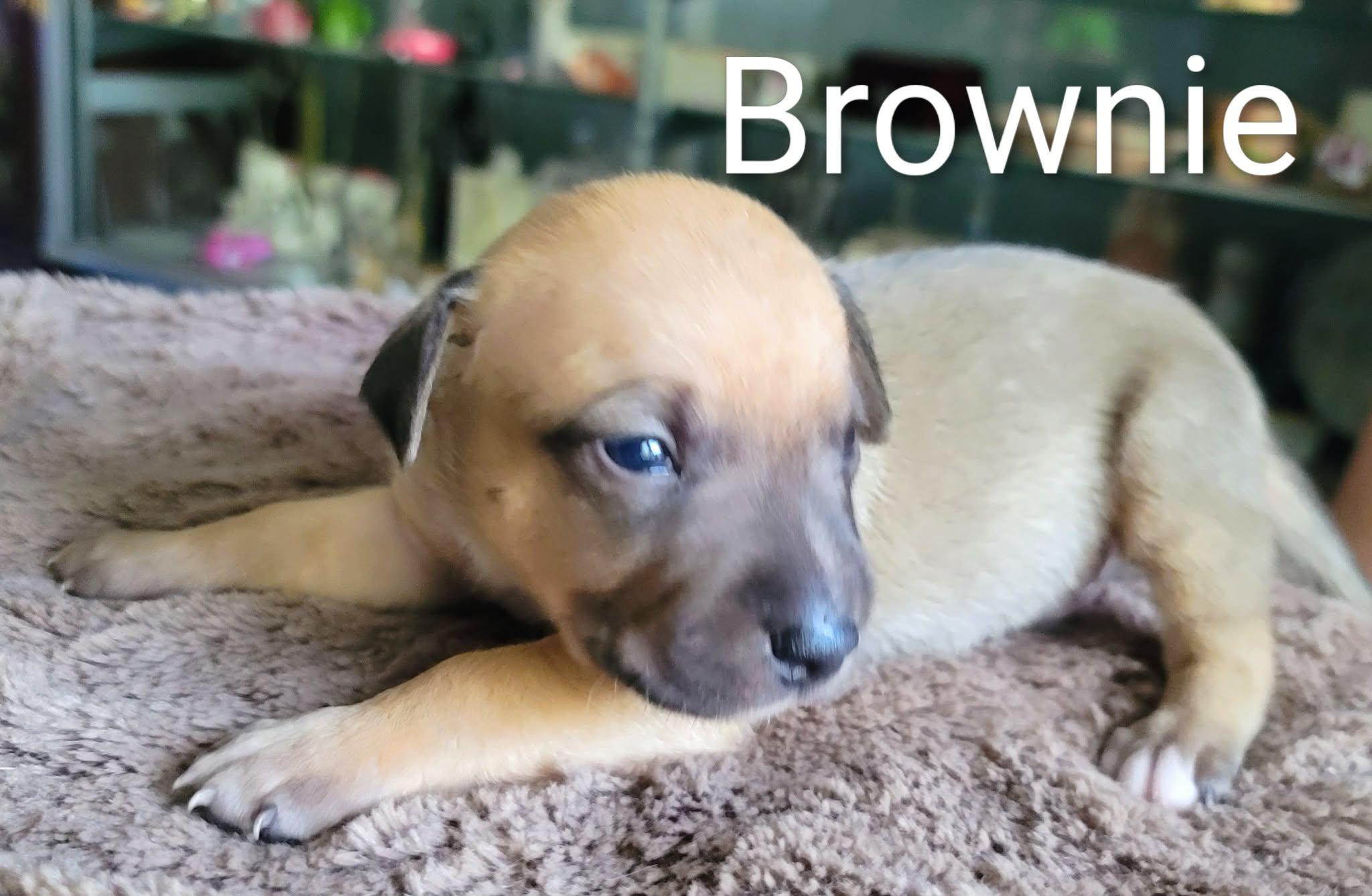 Enlarge Brownie, a Adoptable Dachshund in Panama City, FL image 1/1