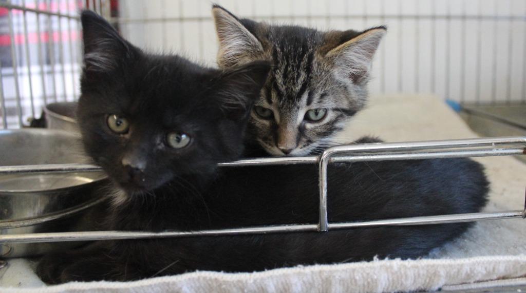 Freya, Adoptable, Kitten Female Domestic Short Hair.