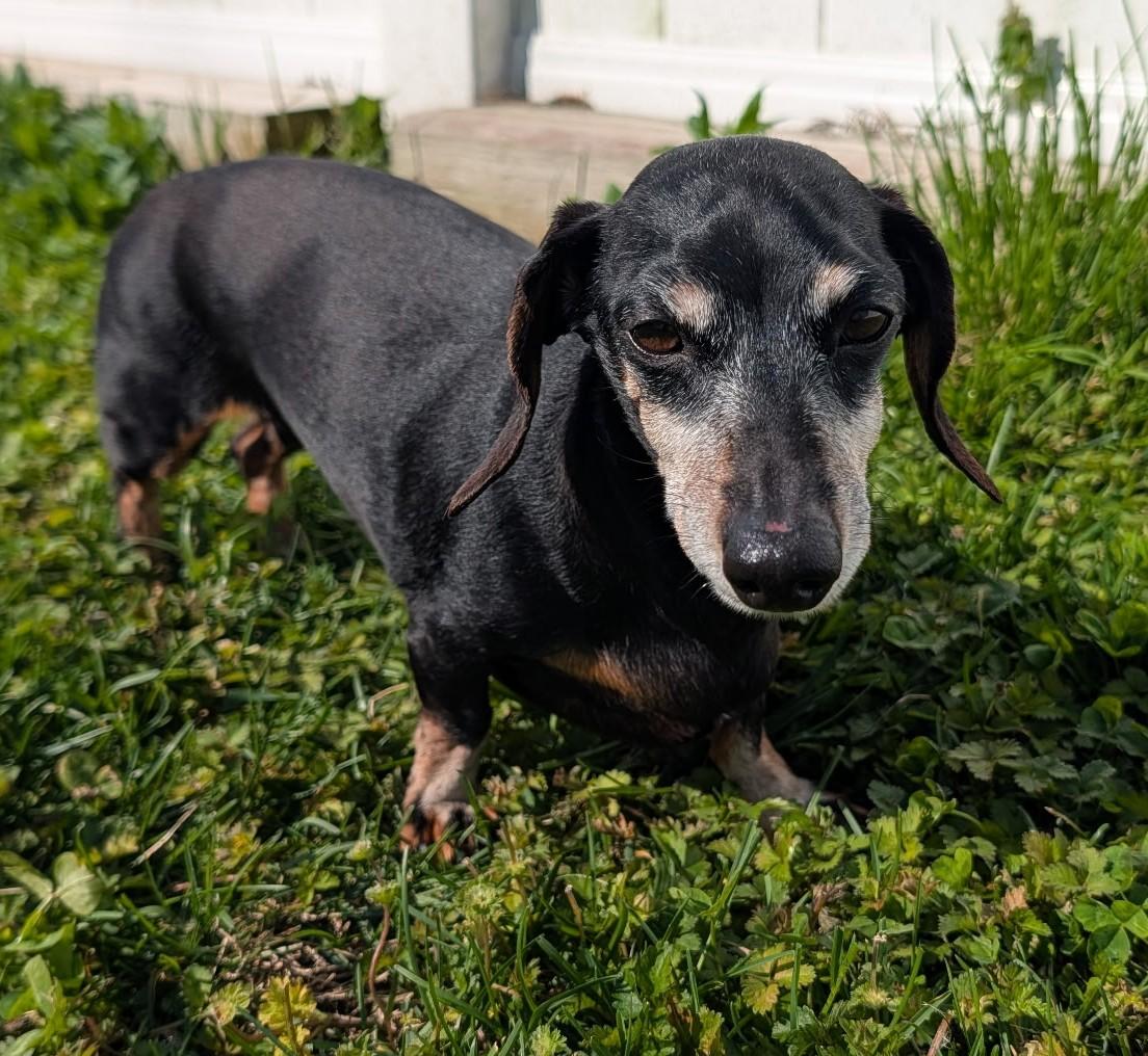 Enlarge Ellie in TN, a ADOPTABLE Dachshund in Alcoa, TN image 4/6