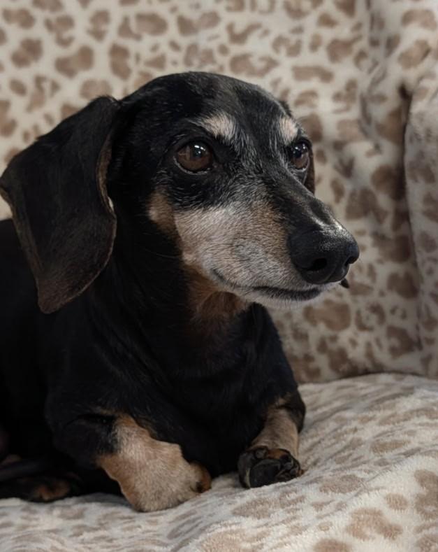 Enlarge Ellie in TN, a ADOPTABLE Dachshund in Alcoa, TN image 6/6