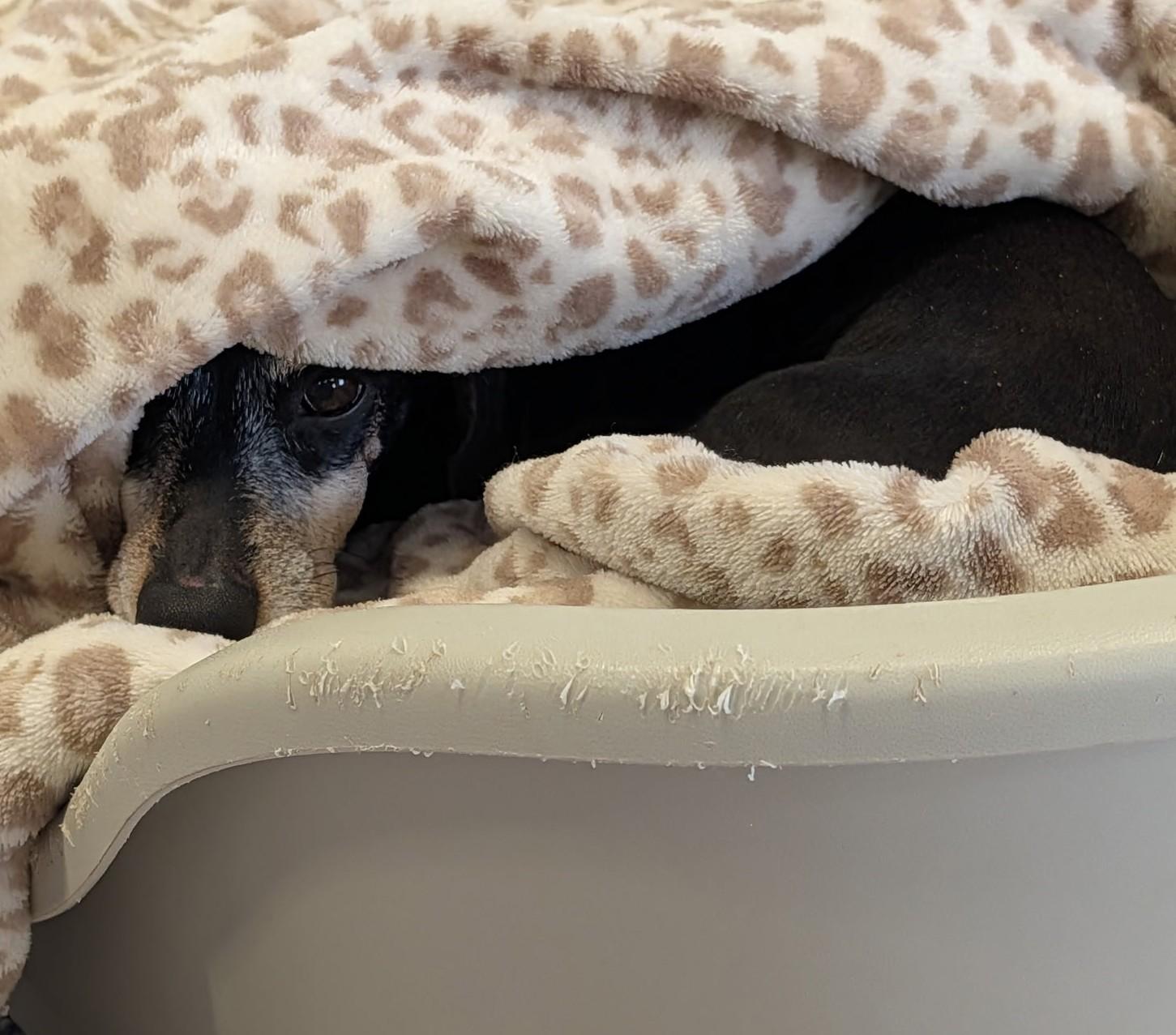 Enlarge Ellie in TN, a ADOPTABLE Dachshund in Alcoa, TN image 2/6