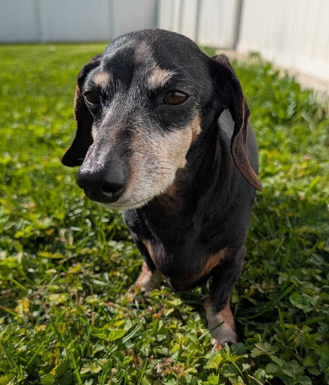 Enlarge Ellie in TN, a ADOPTABLE Dachshund in Alcoa, TN image 5/6