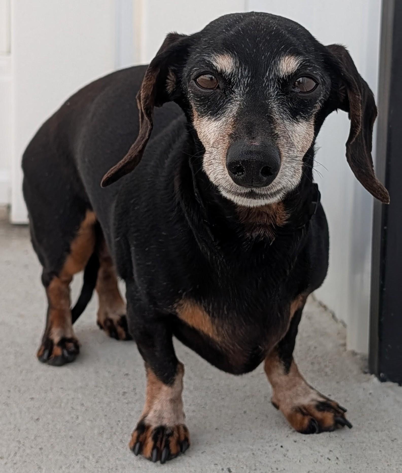 Enlarge Ellie in TN, a ADOPTABLE Dachshund in Alcoa, TN image 3/6