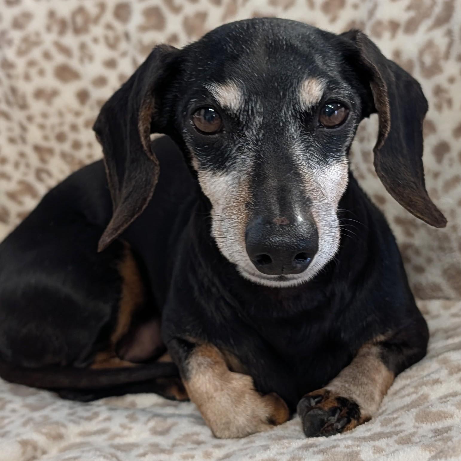 Enlarge Ellie in TN, a ADOPTABLE Dachshund in Alcoa, TN image 1/6
