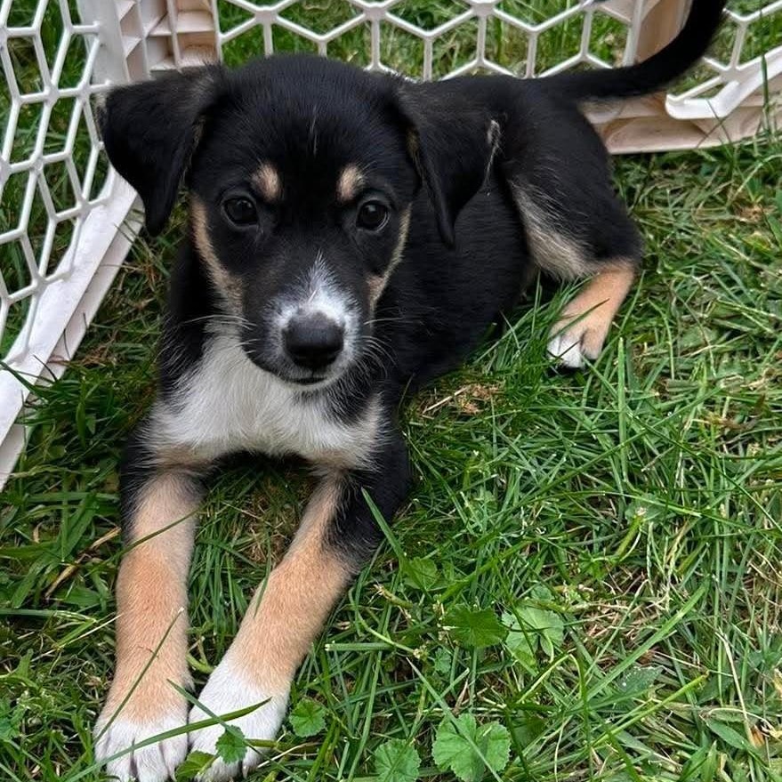 Enlarge Elsie, a Adopted Mixed Breed in Rochester, NY image 2/5