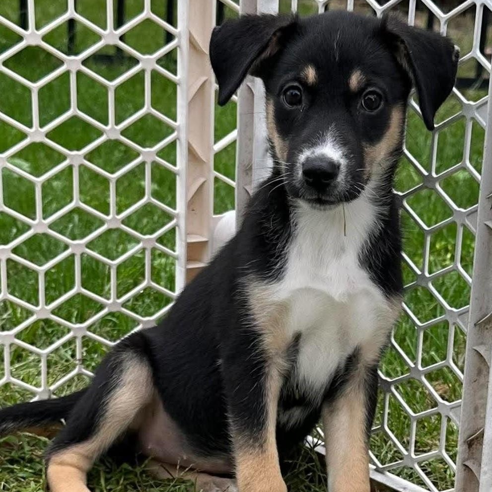 Elsie, Adopted, Puppy Female Mixed Breed.
