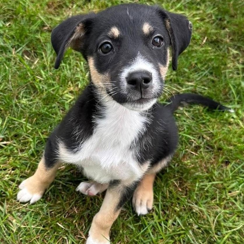 Enlarge Elsie, a Adopted Mixed Breed in Rochester, NY image 3/5
