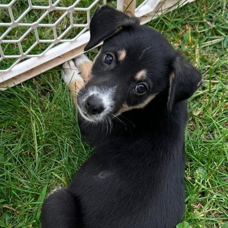 Enlarge Elsie, a Adopted Mixed Breed in Rochester, NY image 4/5