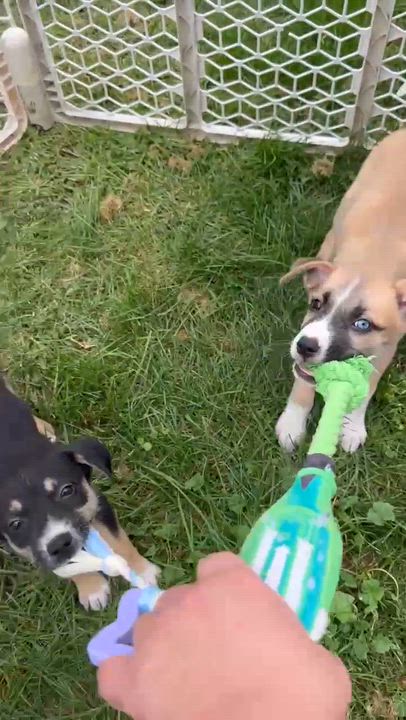 Enlarge Elsie, a Adopted Mixed Breed in Rochester, NY video 5/5
