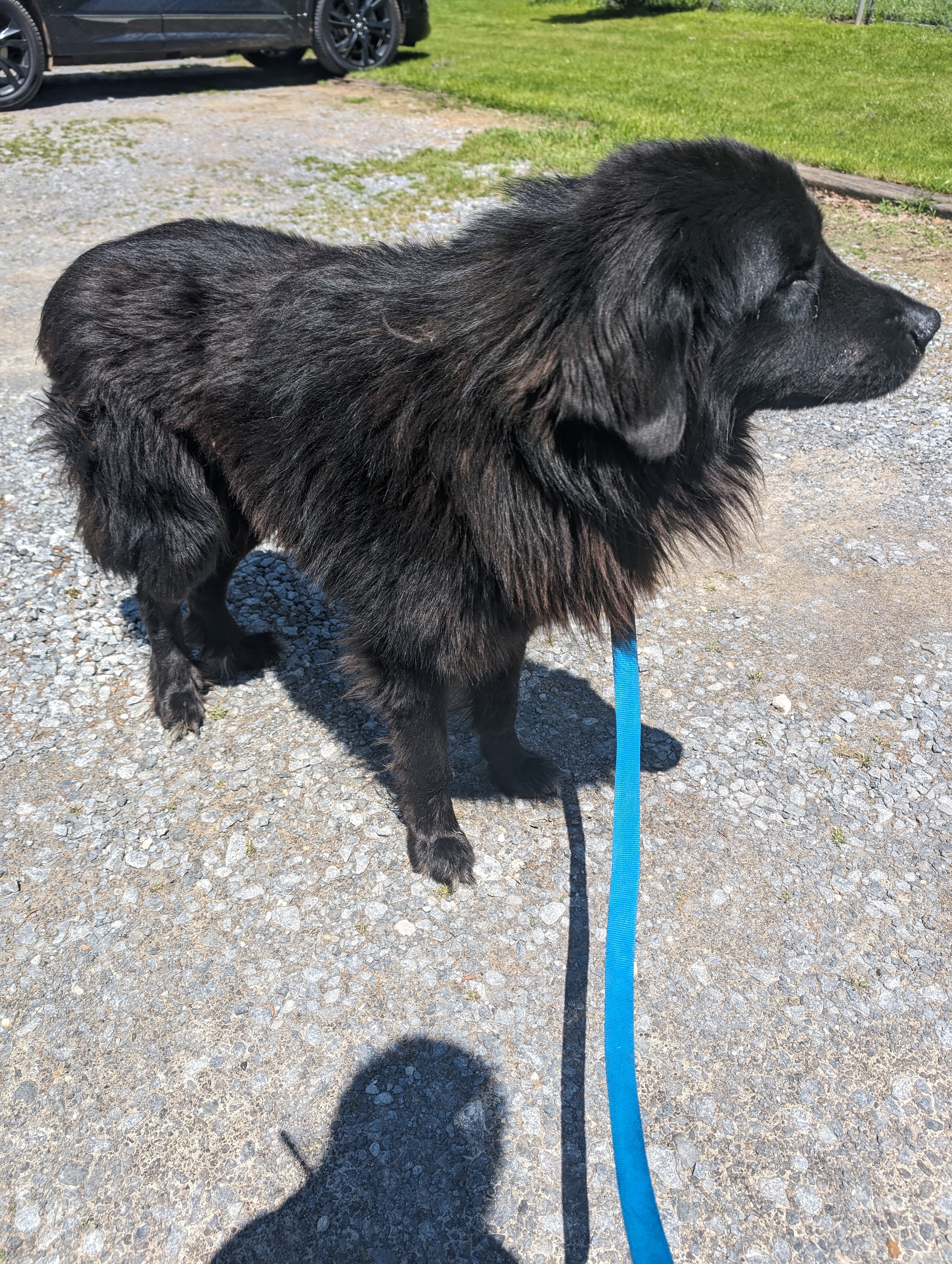 Toby (Transport Available), a Adopted mixed breed in Guntersville, AL image 1/3