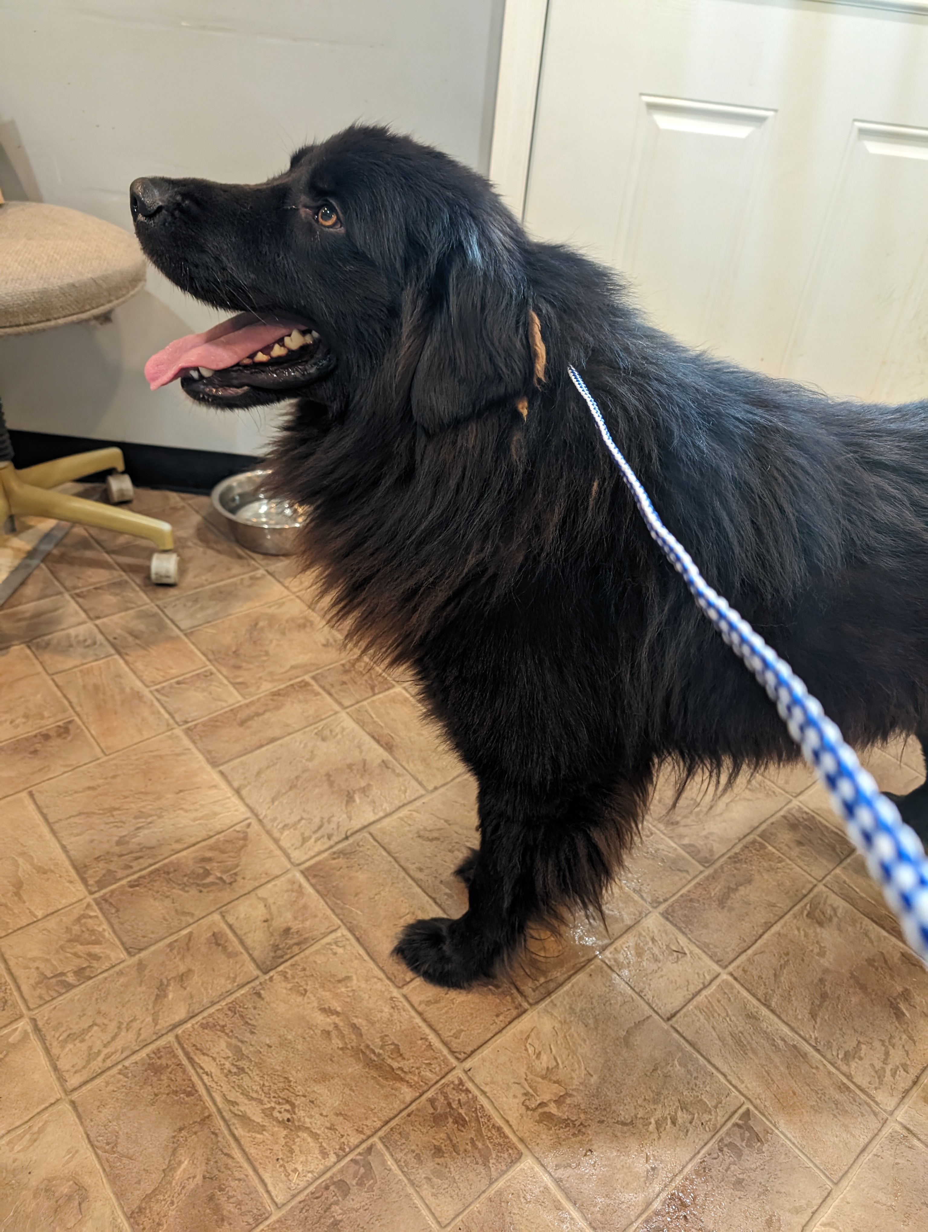 Toby (Transport Available), a Adopted mixed breed in Guntersville, AL image 2/3