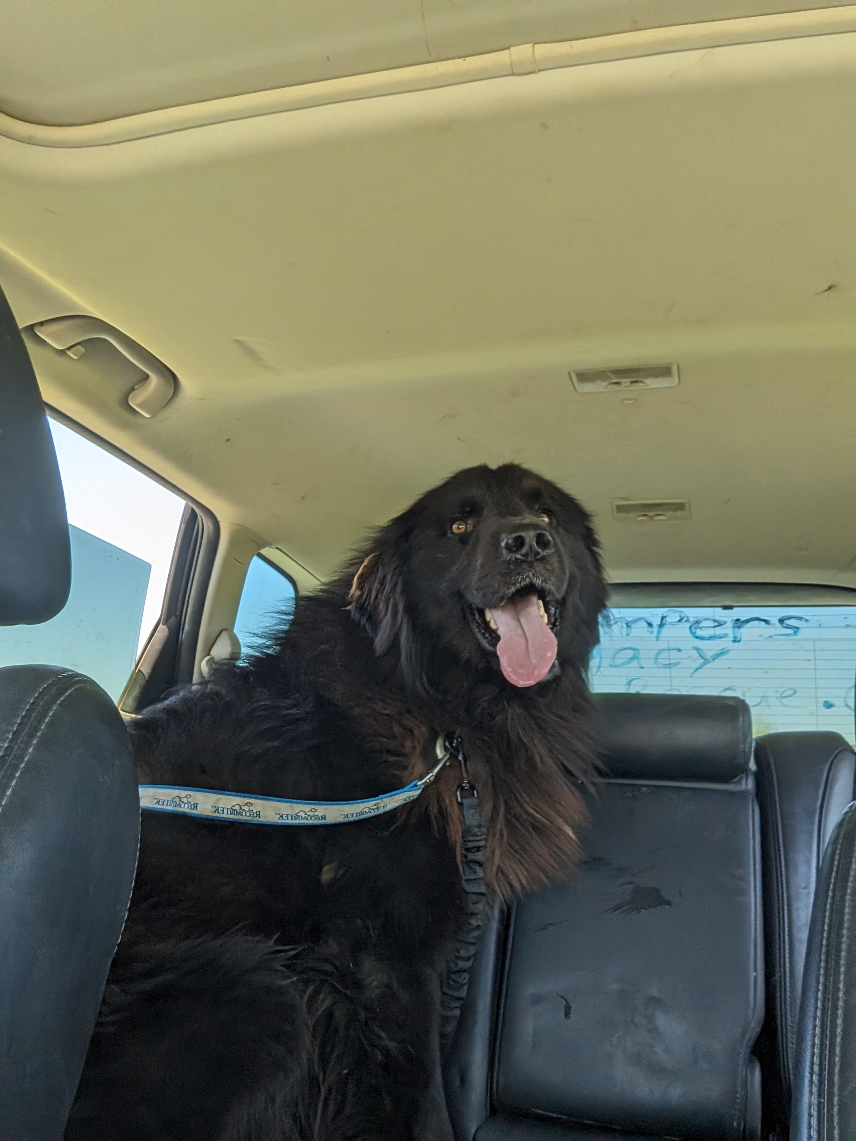 Toby (Transport Available), a Adopted mixed breed in Guntersville, AL image 3/3