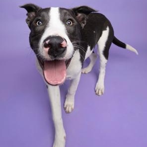 Enlarge Sky, a Adoptable mixed breed in Lodi, CA image 4/6