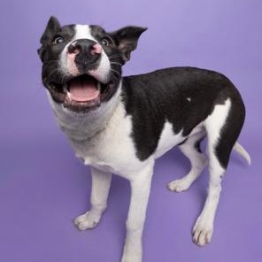 Enlarge Sky, a Adoptable mixed breed in Lodi, CA image 5/6