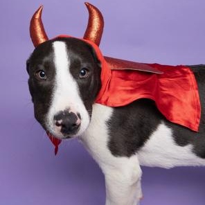 Enlarge Sky, a Adoptable mixed breed in Lodi, CA image 2/6