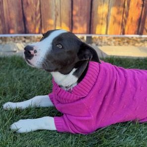 Enlarge Sky, a Adoptable mixed breed in Lodi, CA image 6/6