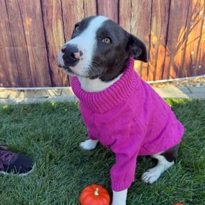 Enlarge Sky, a Adoptable mixed breed in Lodi, CA image 1/6
