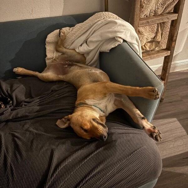 Ryder Your Adventure Buddy