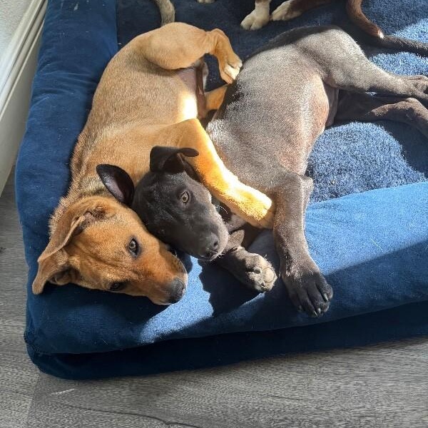 Ryder Your Adventure Buddy — thumbnail 4