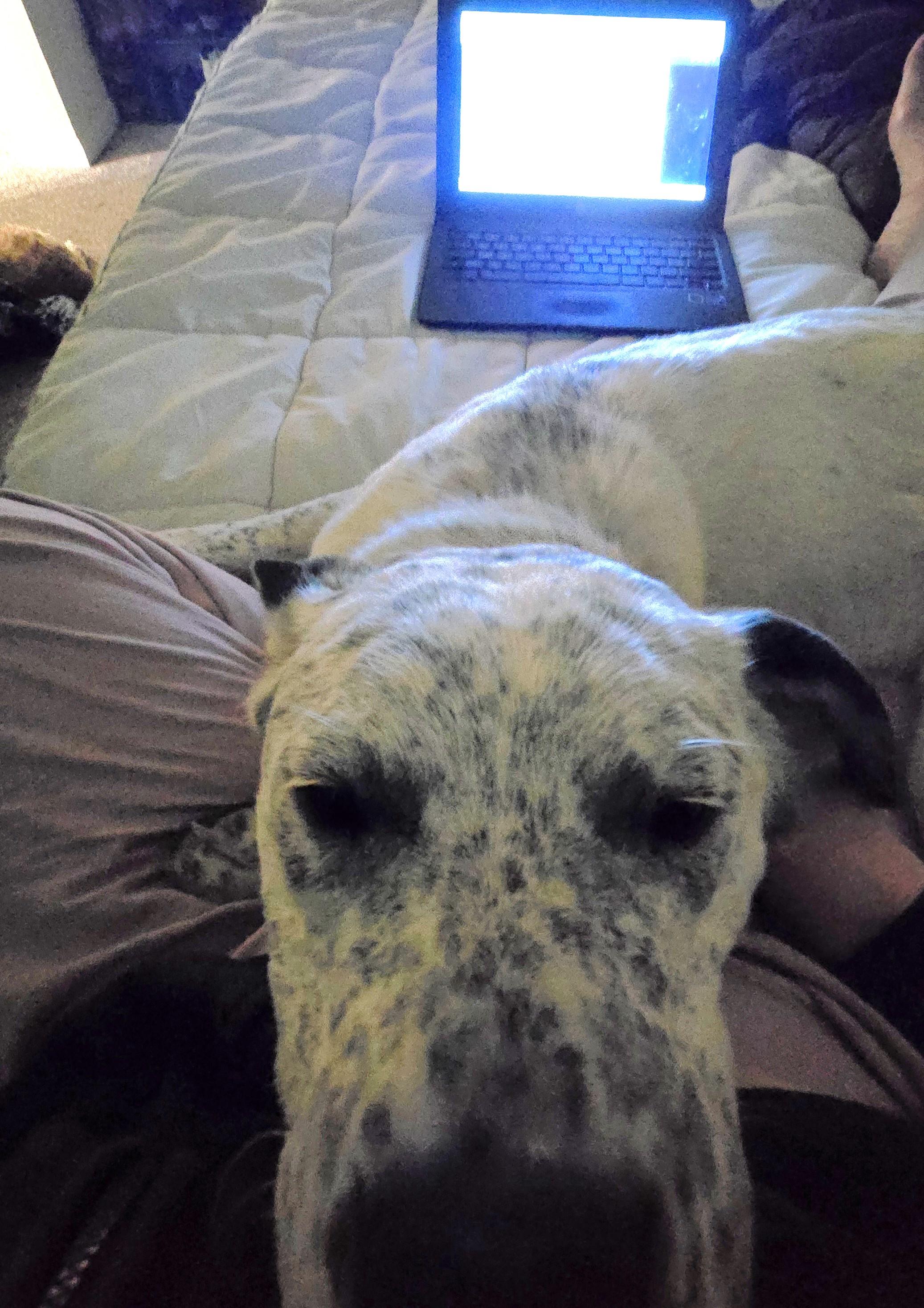 Enlarge Ariel, a Adoptable Catahoula Leopard Dog in Elk, WA image 1/6