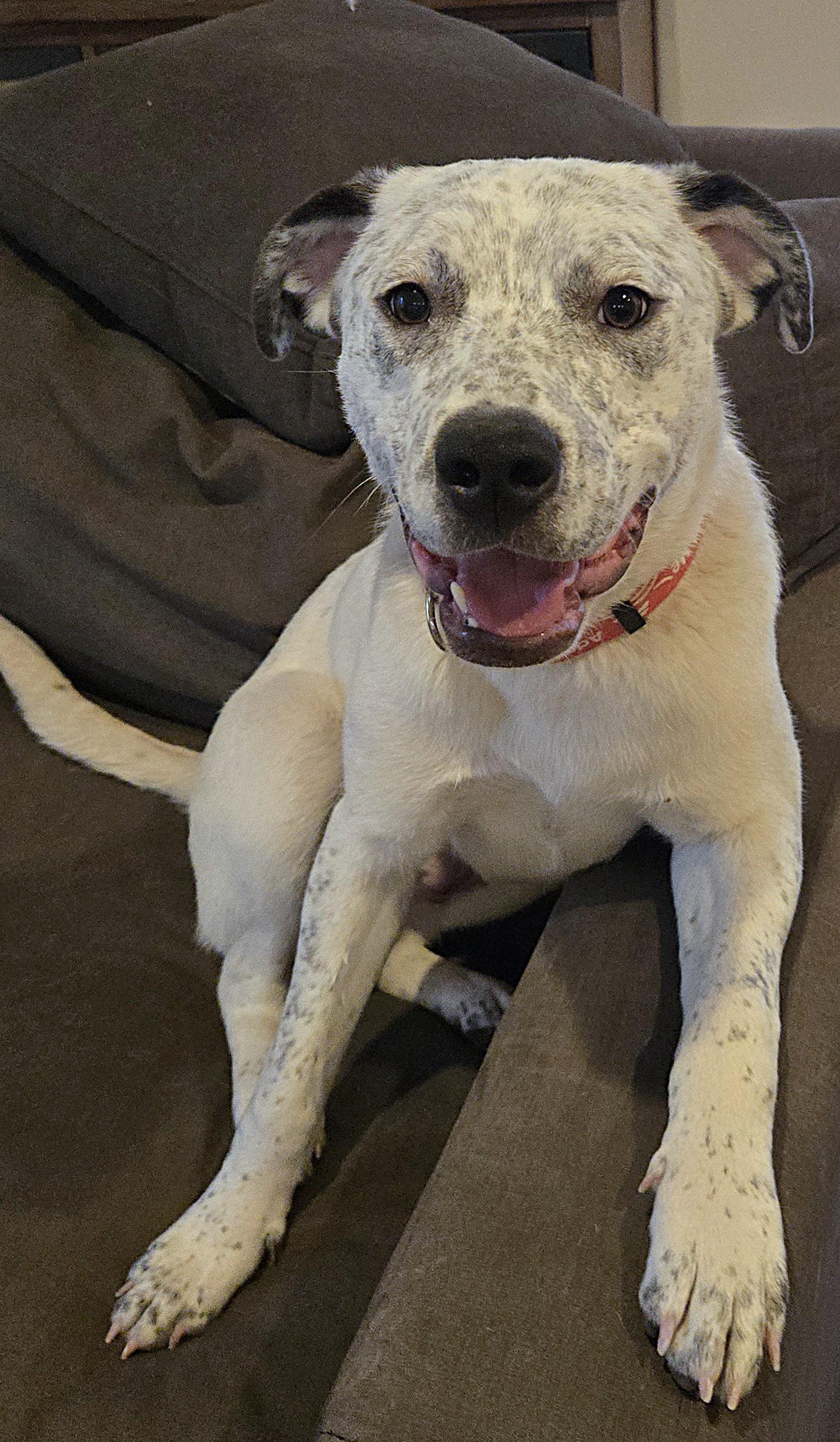 Enlarge Ariel, a Adoptable Catahoula Leopard Dog in Elk, WA image 2/6