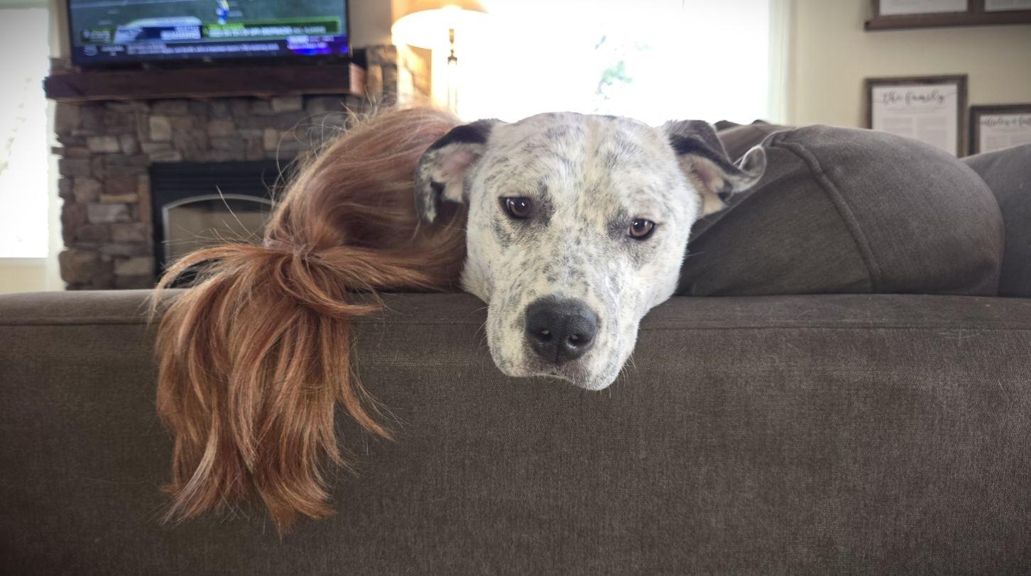 Enlarge Ariel, a Adoptable Catahoula Leopard Dog in Elk, WA image 3/6
