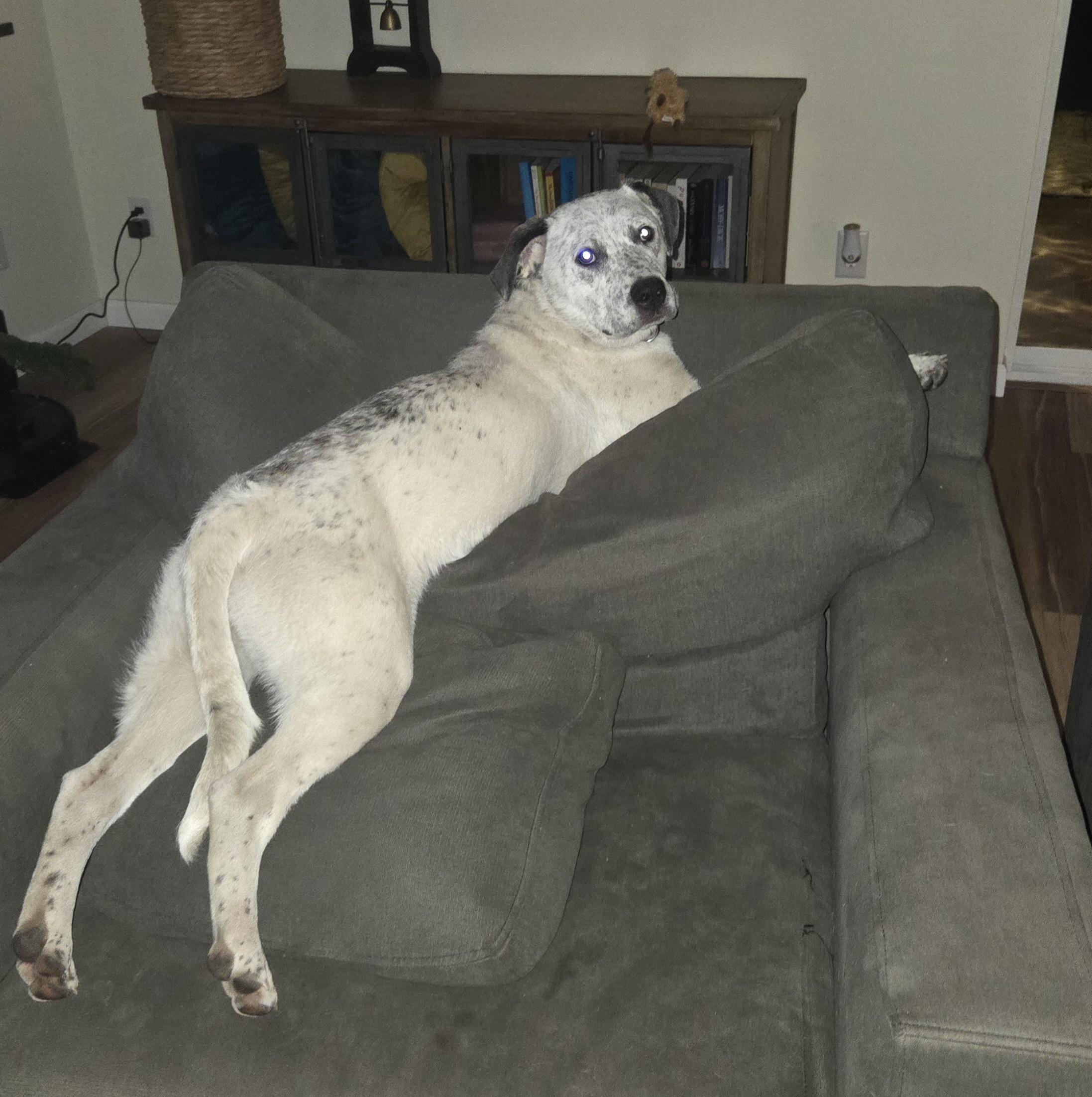Enlarge Ariel, a Adoptable Catahoula Leopard Dog in Elk, WA image 4/6
