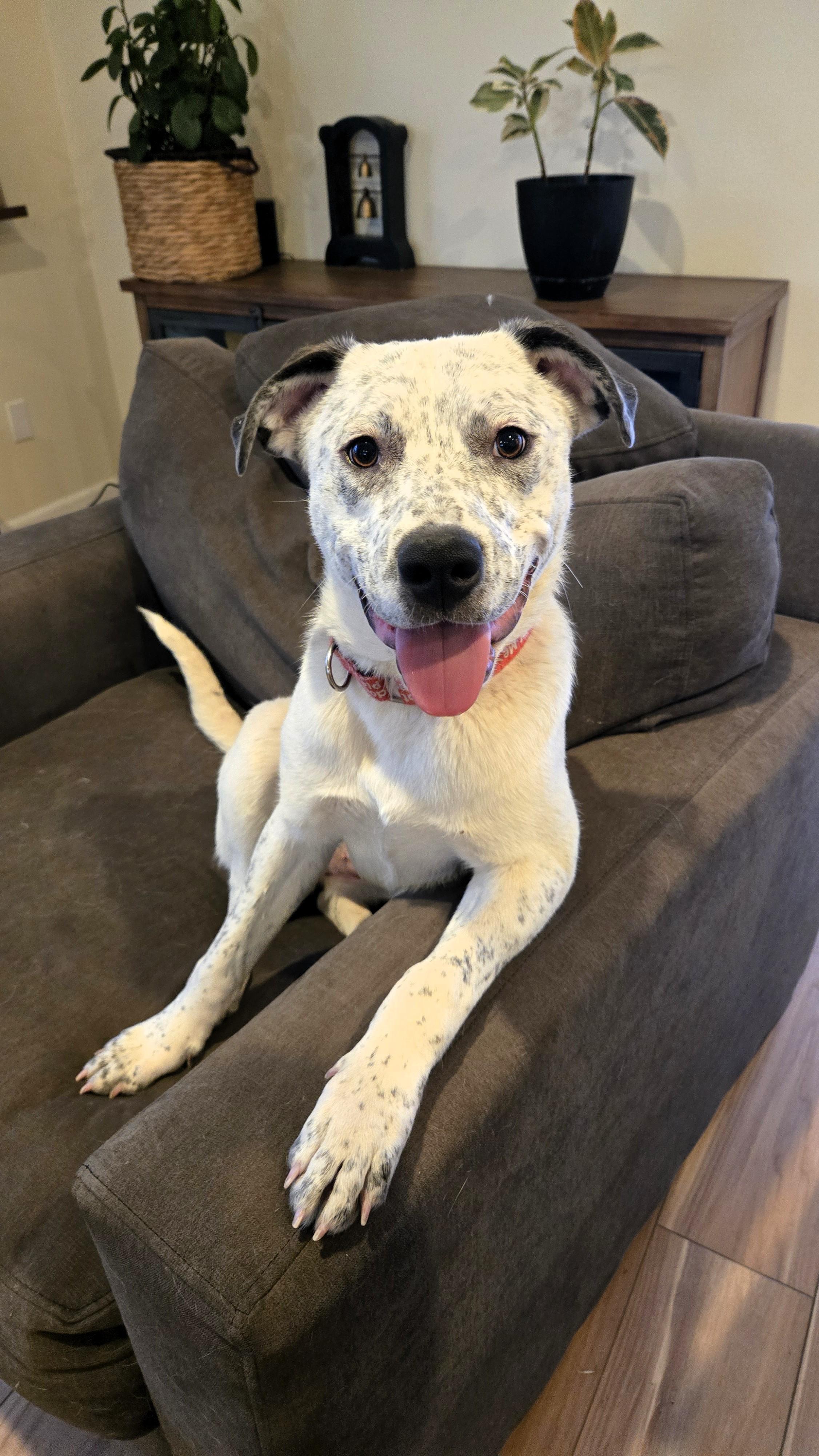 Enlarge Ariel, a Adoptable Catahoula Leopard Dog in Elk, WA image 5/6