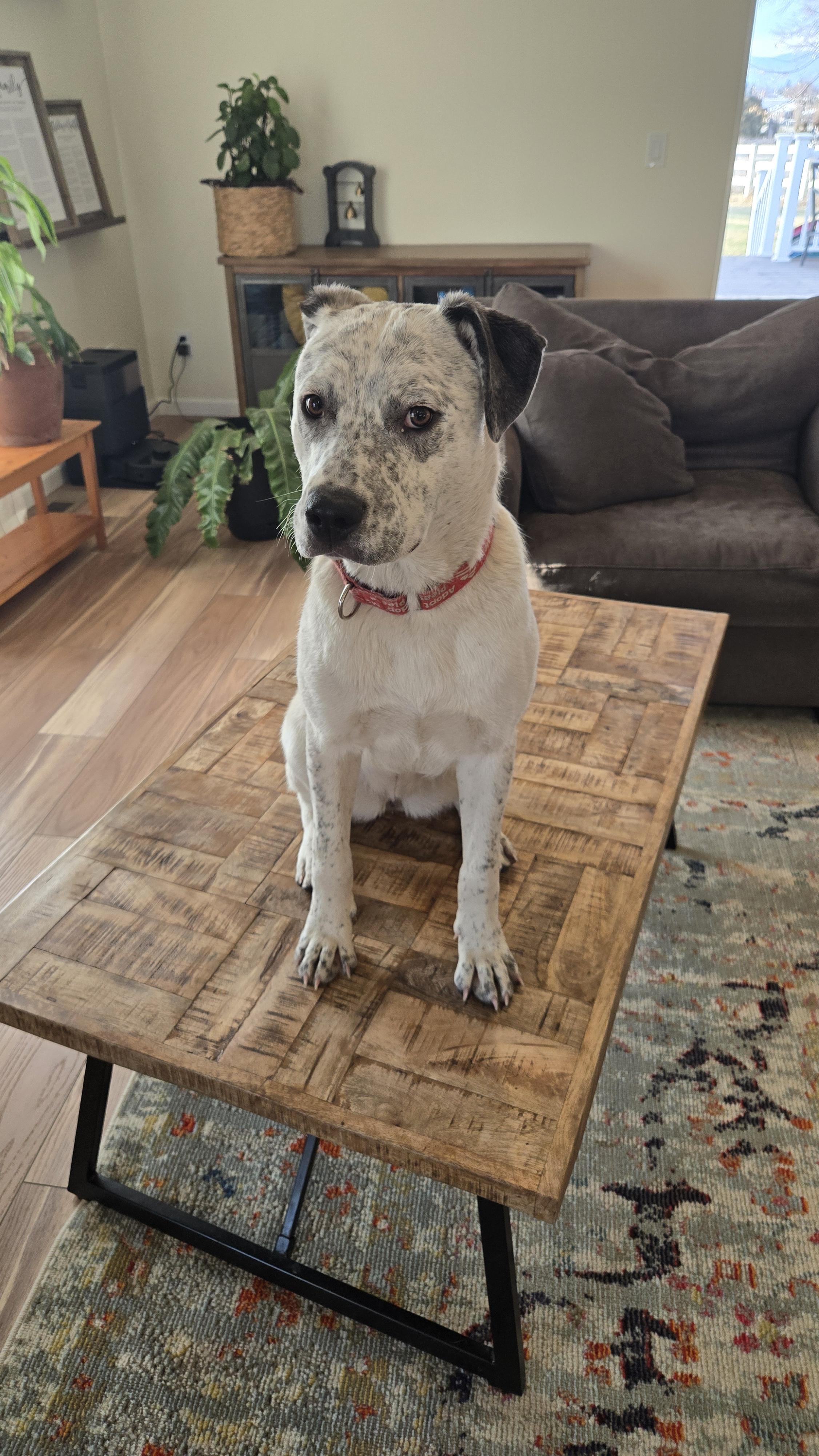 Ariel, Adoptable, Young Female Catahoula Leopard Dog.
