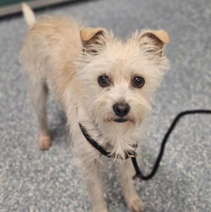 https://www.petfinder.com/dog/reggie-78734375/ca/santa-cruz/santa-cruz-spca-ca992/?referrer_id=695155d0-c0e2-4f0a-820e-c25d95199e10&utm_source=api&utm_medium=partnership&utm_content=695155d0-c0e2-4f0a-820e-c25d95199e10