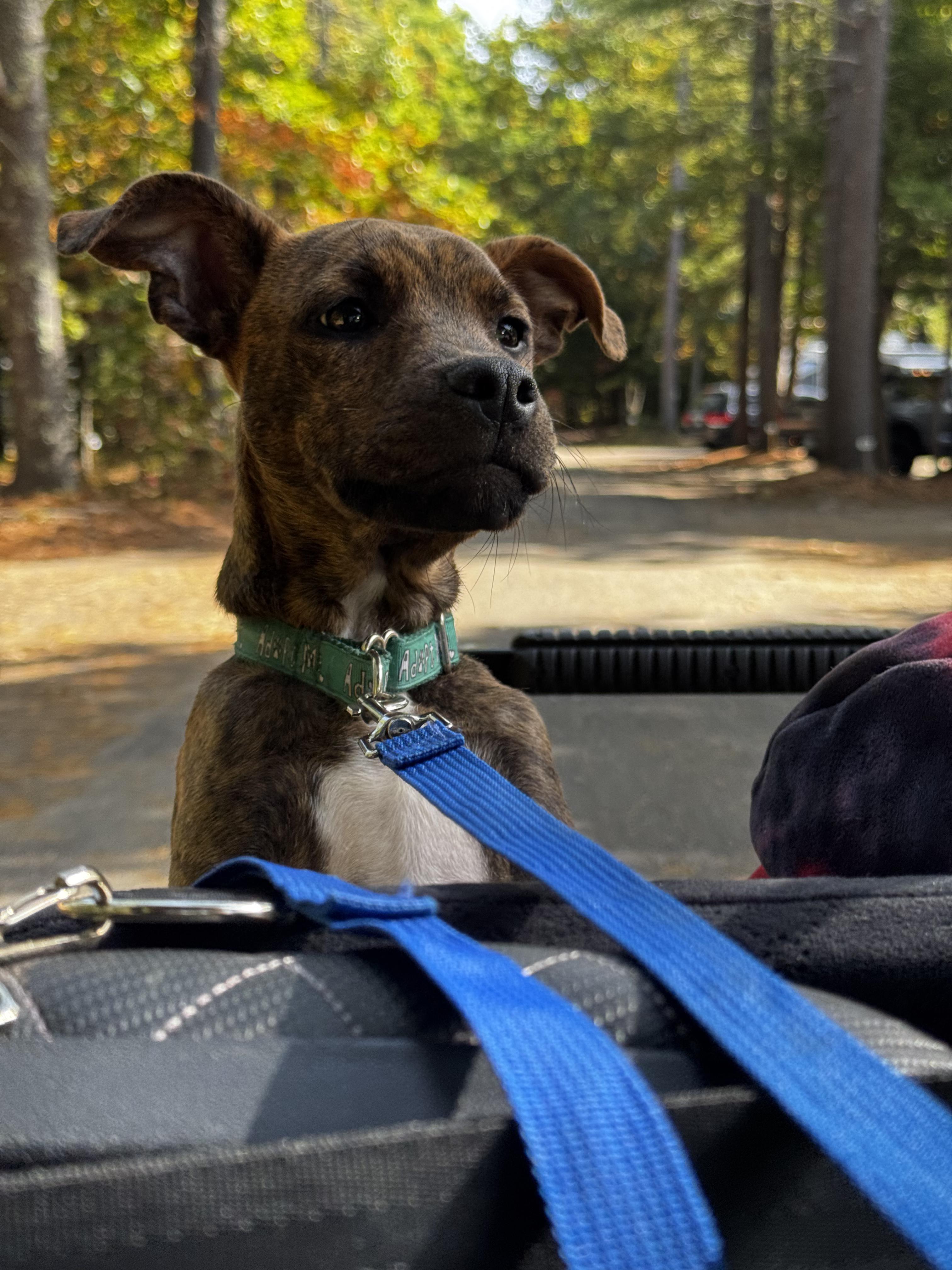 Enlarge Gandalf, a Adoptable mixed breed in Portland, ME image 2/6