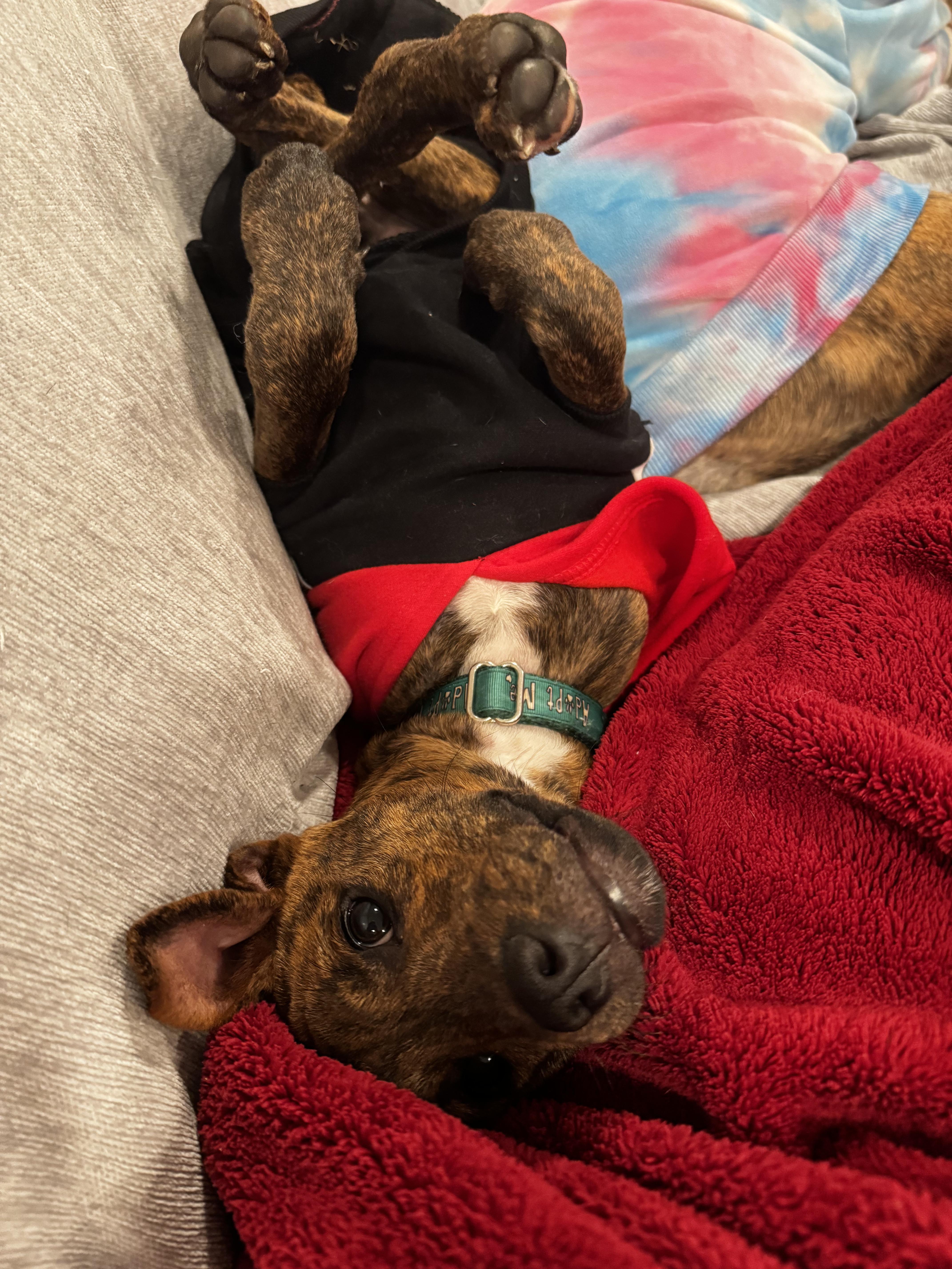 Enlarge Gandalf, a Adoptable mixed breed in Portland, ME image 3/6
