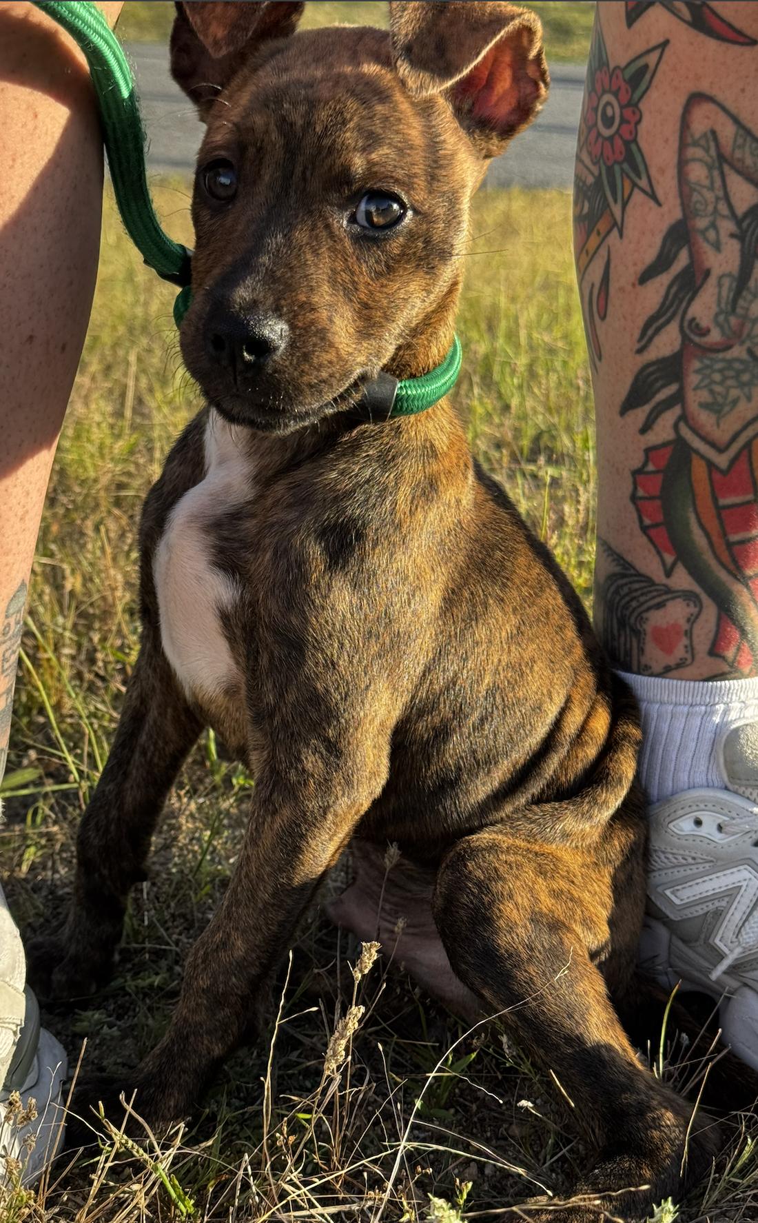 Enlarge Gandalf, a Adoptable mixed breed in Portland, ME image 4/6