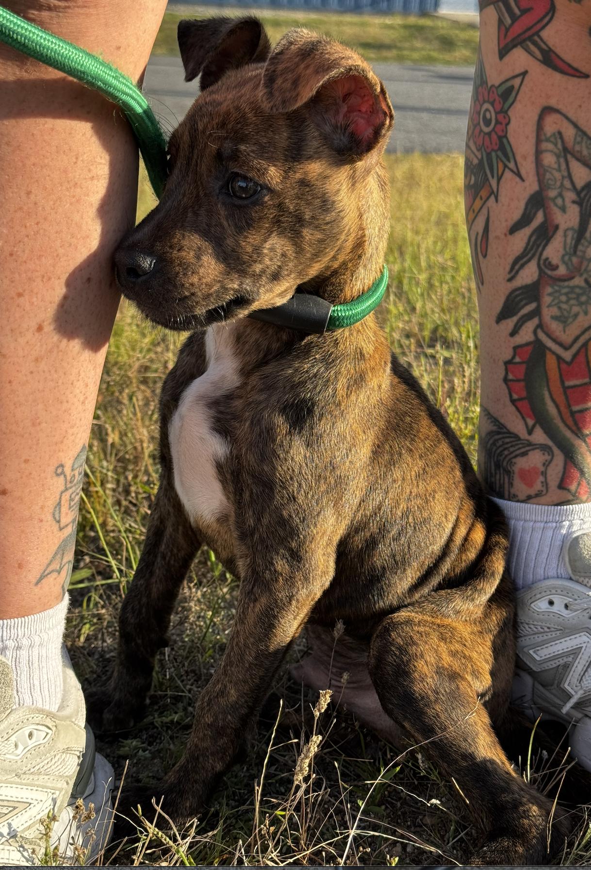 Enlarge Gandalf, a Adoptable mixed breed in Portland, ME image 6/6
