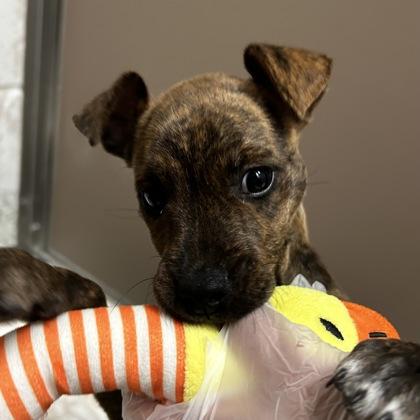 Enlarge Gandalf, a Adoptable mixed breed in Portland, ME image 5/6