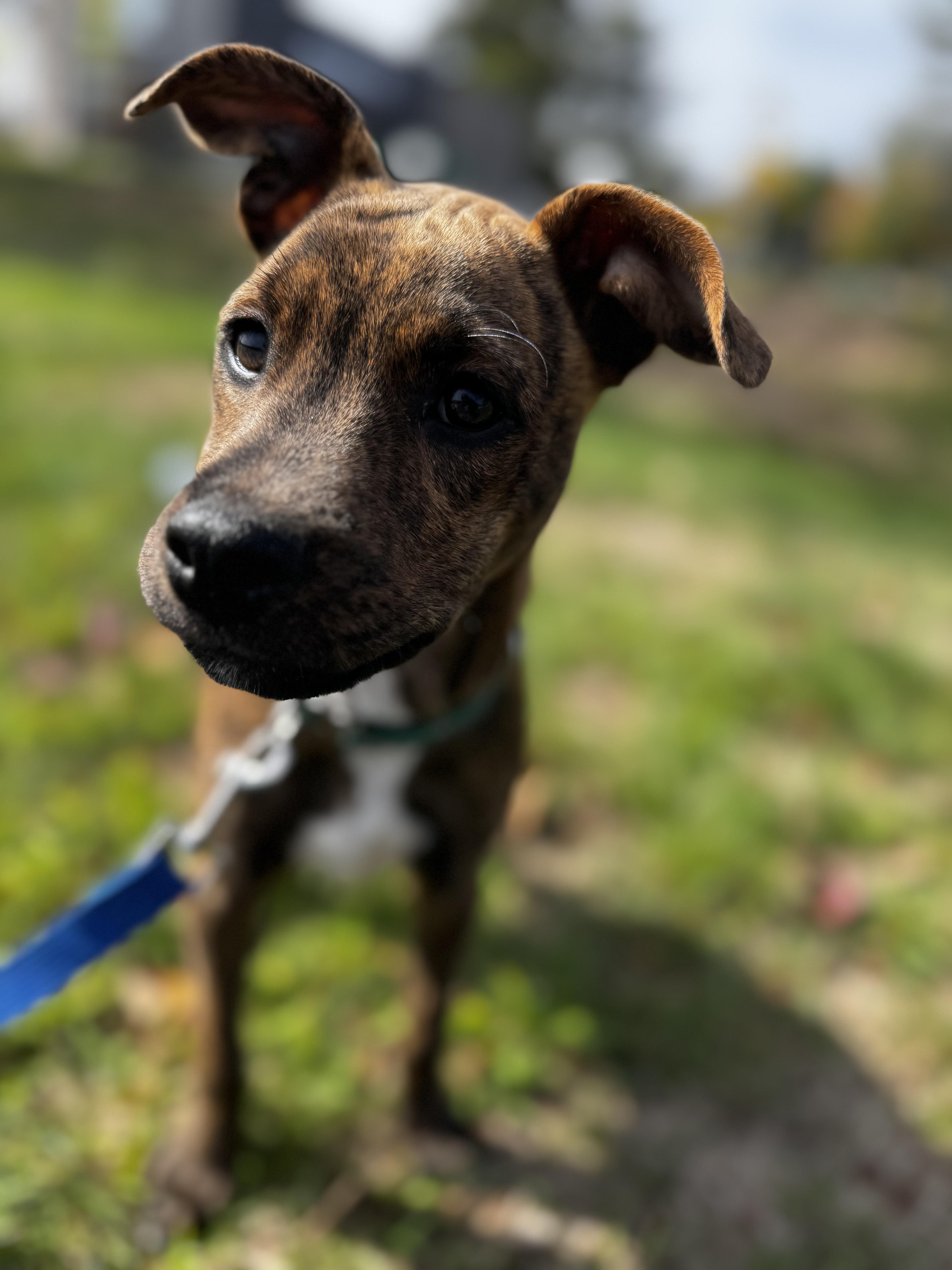 Enlarge Gandalf, a Adoptable mixed breed in Portland, ME image 1/6
