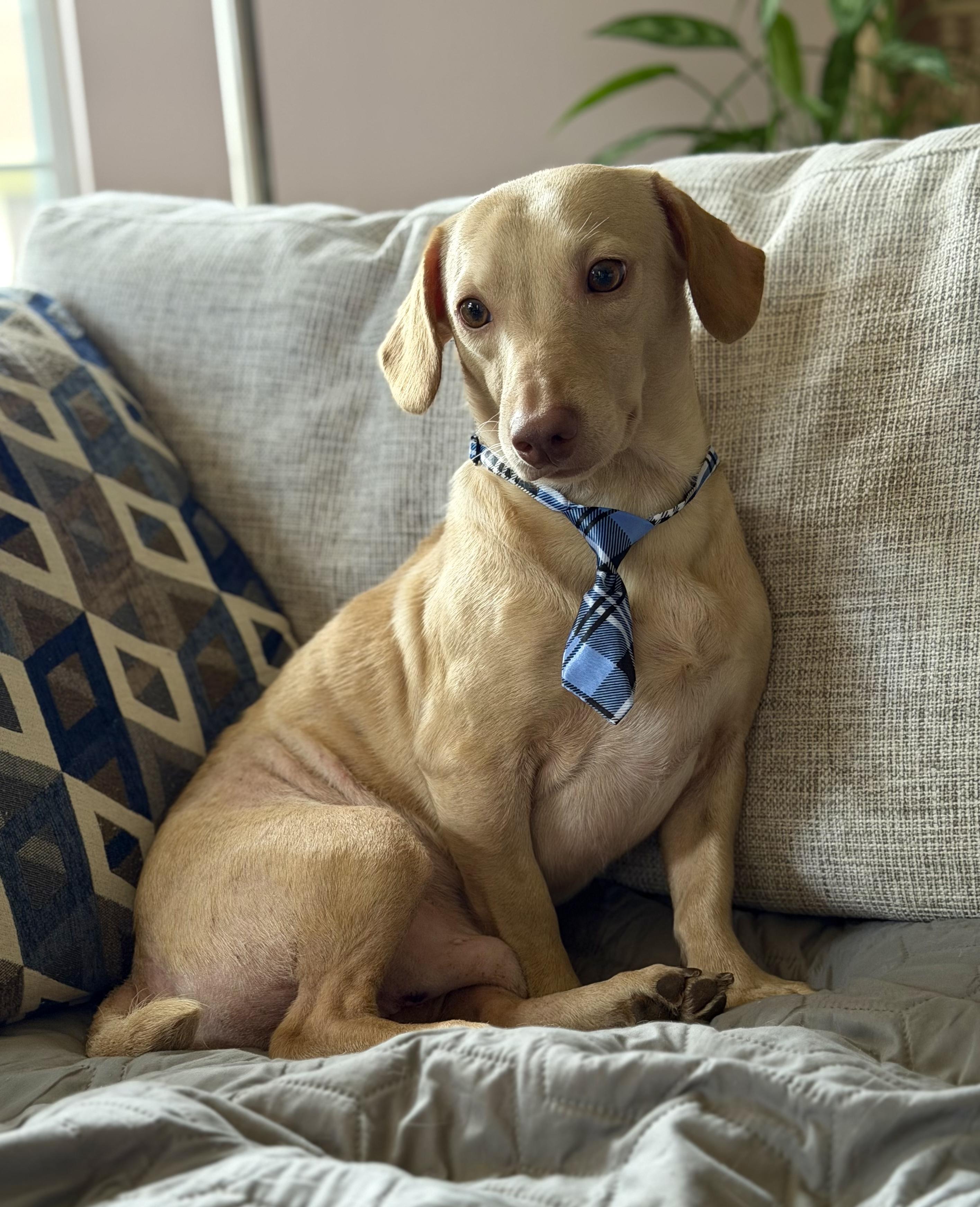 Butters, an adopted Dachshund in Maryville, TN image 3/5