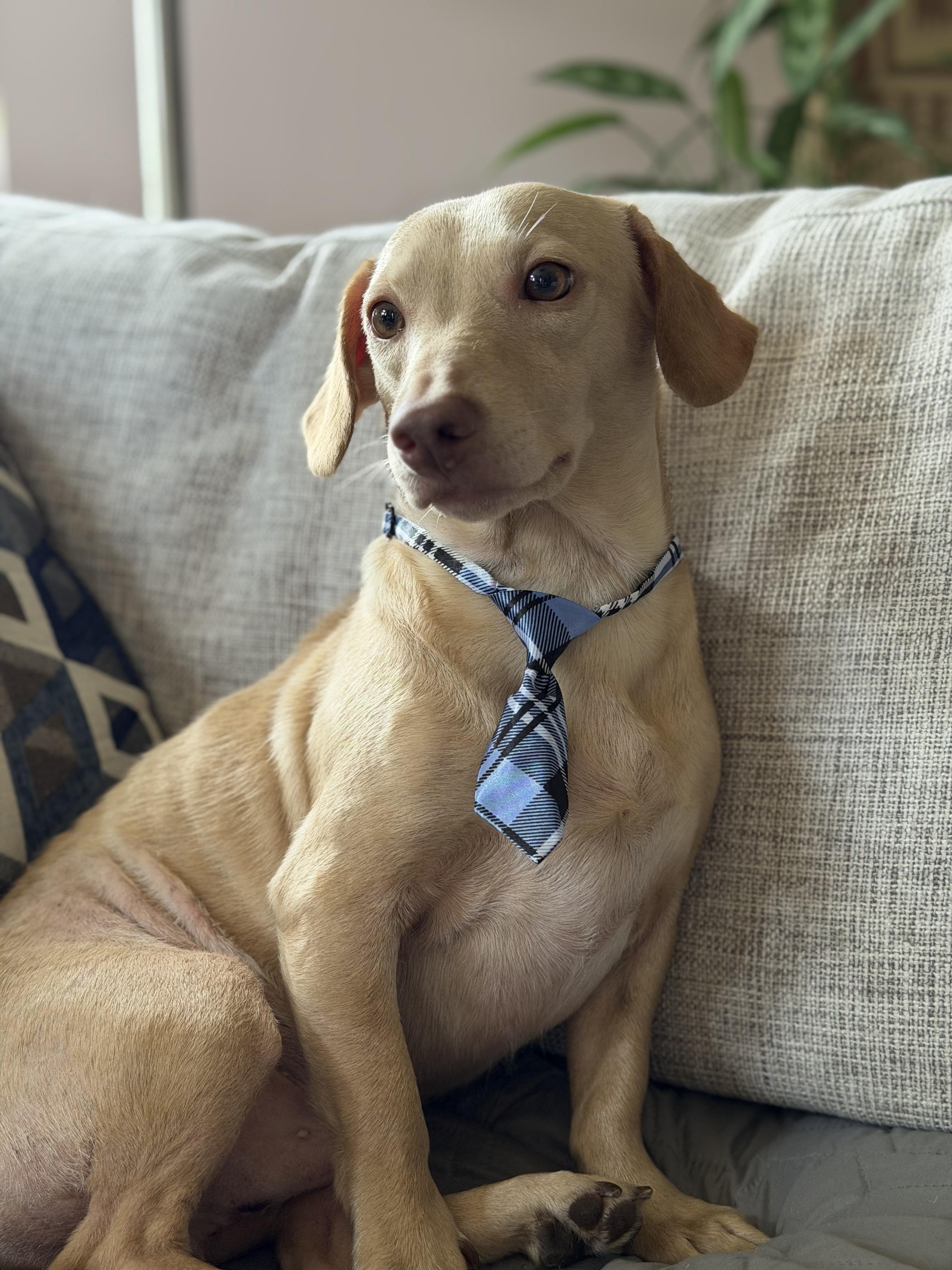 Butters, adopted, Young Male Dachshund.