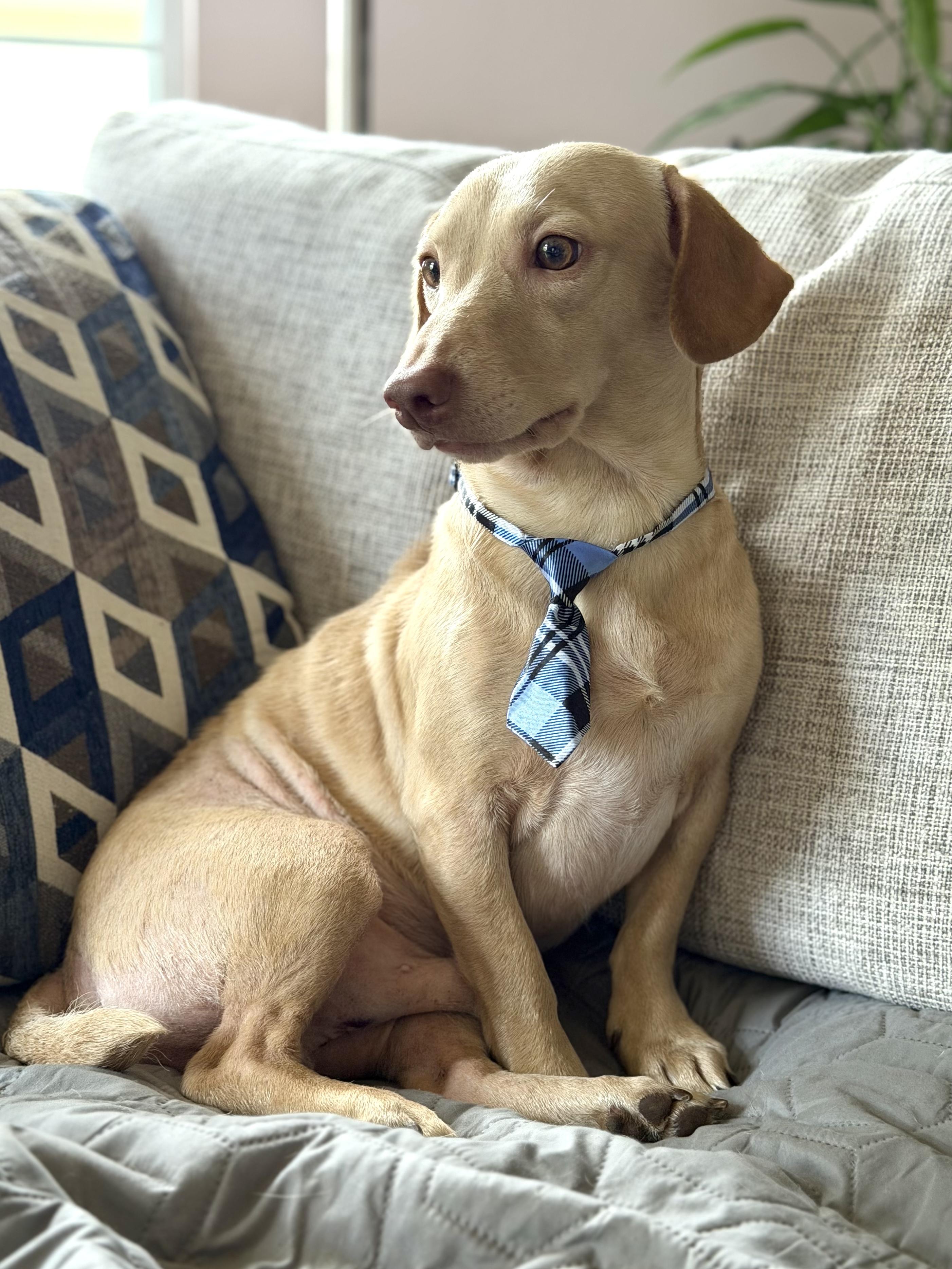 Butters, an adopted Dachshund in Maryville, TN image 4/5