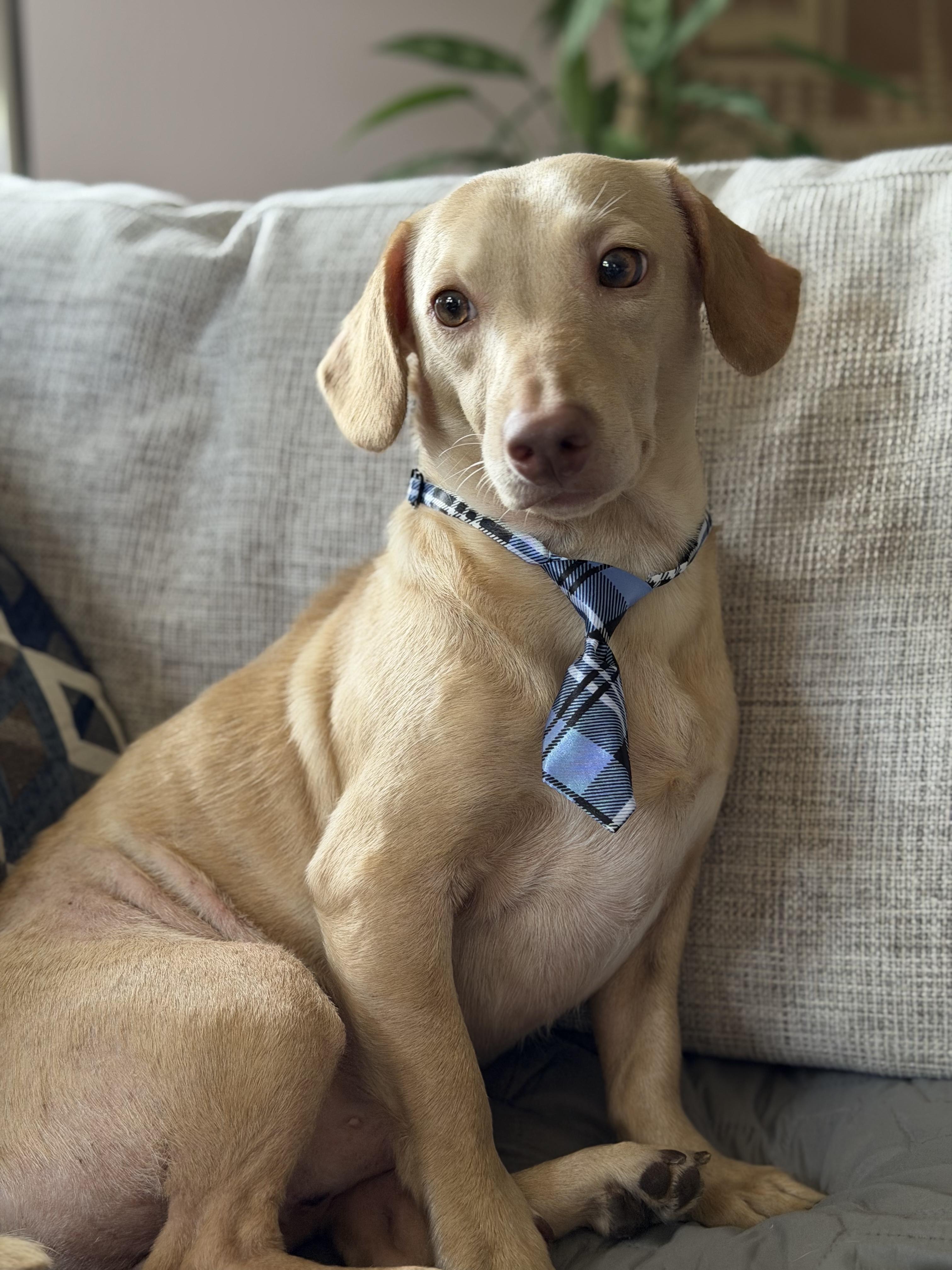 Butters, an adopted Dachshund in Maryville, TN image 5/5