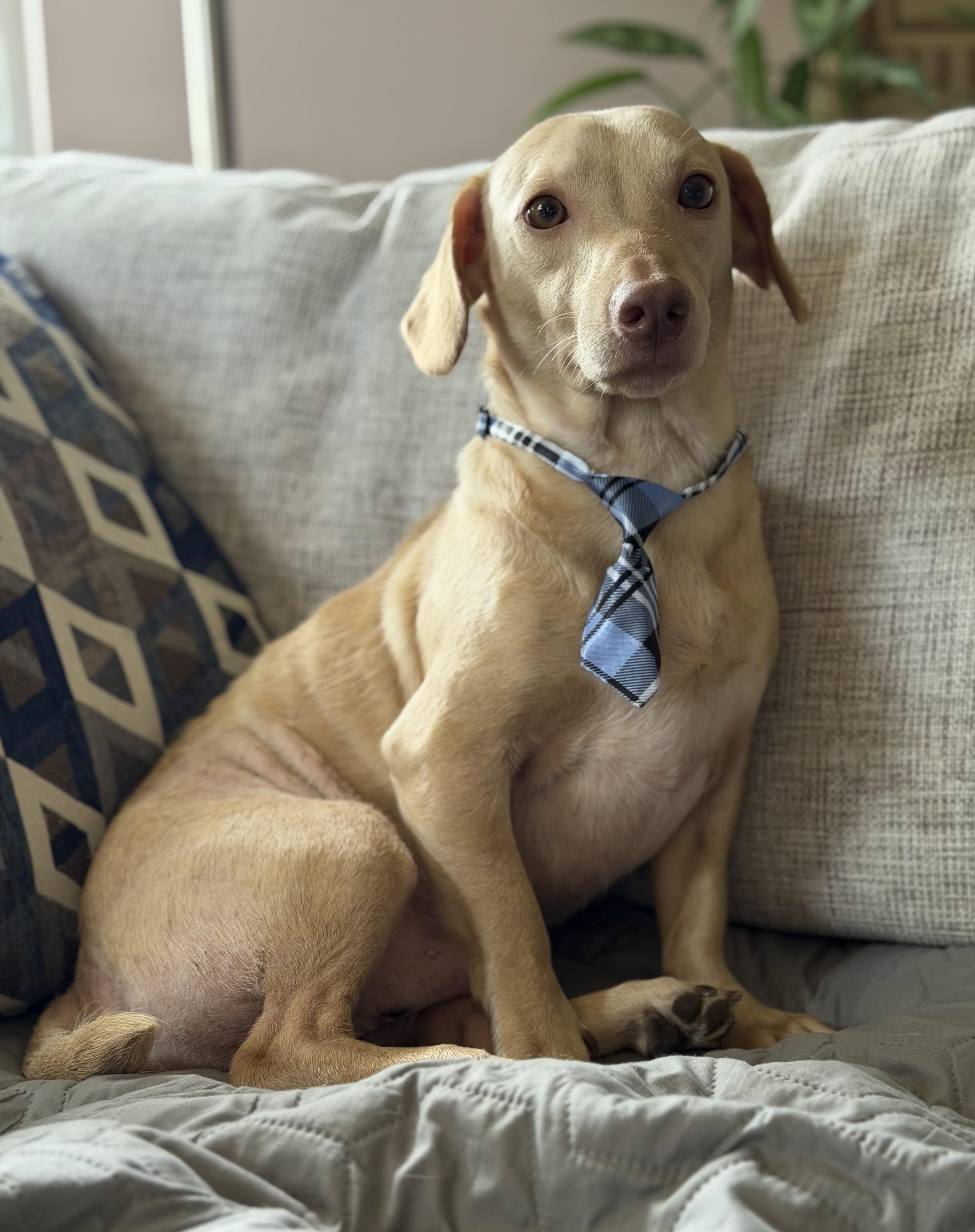 Butters, an adopted Dachshund in Maryville, TN image 2/5