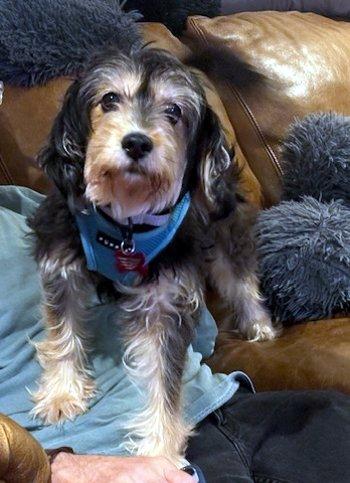 Enlarge Leafy Green, a Adoptable mixed breed in Bedford Hills, NY image 2/3