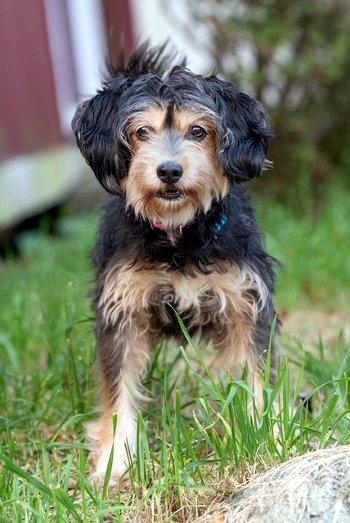 Leafy Green, Adoptable, Adult Female Tibetan Terrier & Yorkshire Terrier.