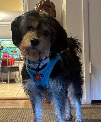 Enlarge Leafy Green, a Adoptable mixed breed in Bedford Hills, NY image 3/3