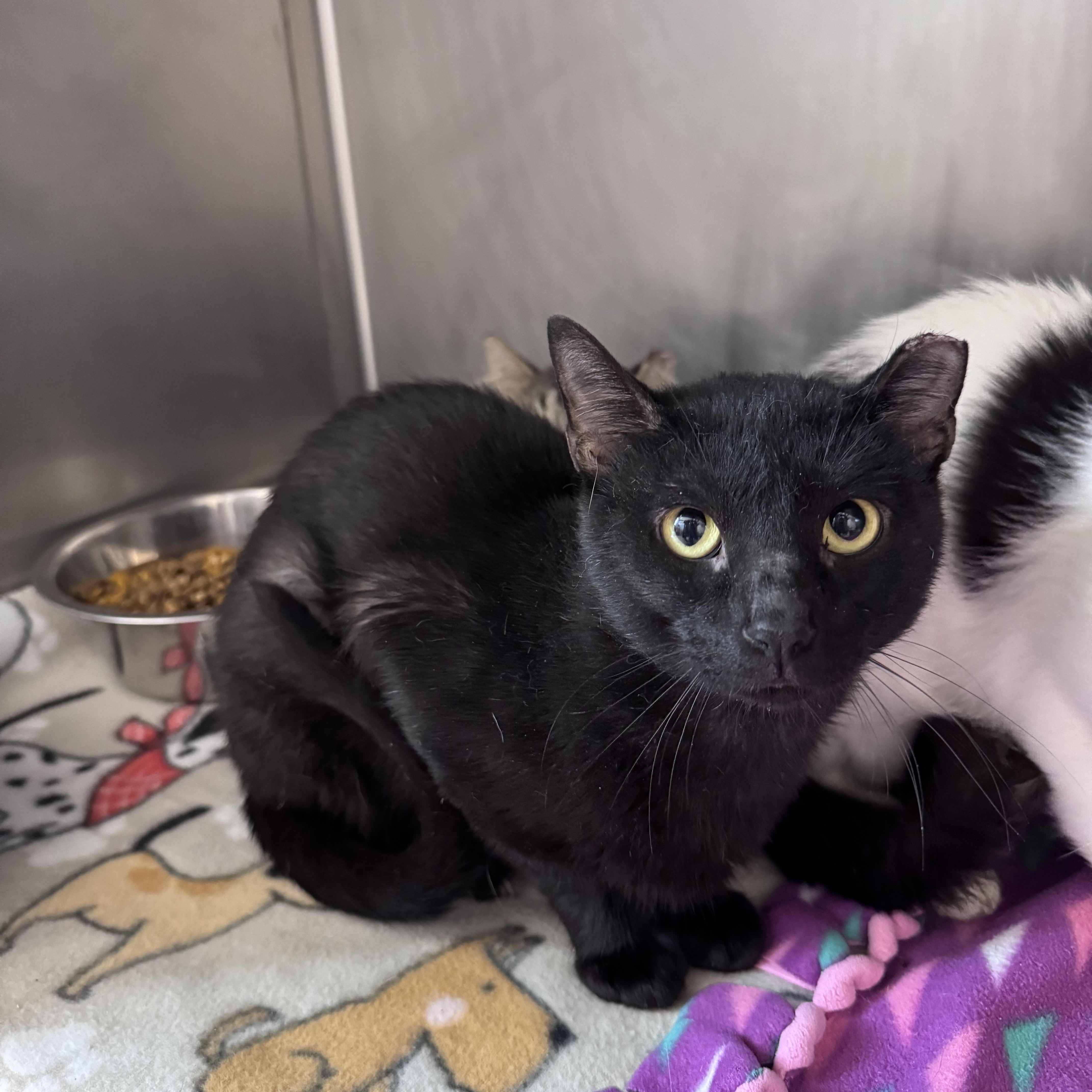 Garganelli, Adoptable, Adult Male Domestic Short Hair.